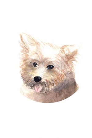 Retrato mascota